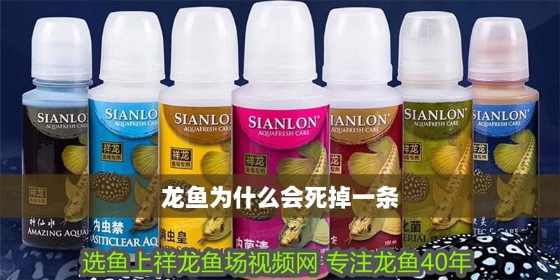 龍魚為什么會死掉一條