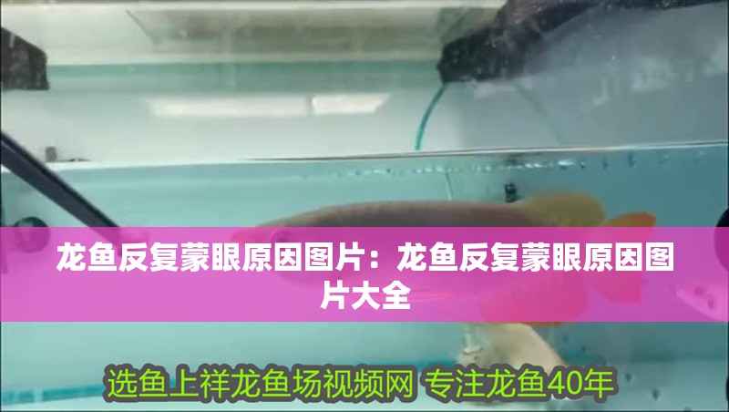 龍魚反復蒙眼原因圖片：龍魚反復蒙眼原因圖片大全