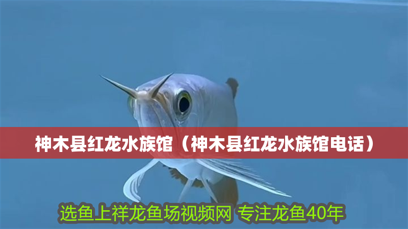 豬鼻龜原產地是保護動物嗎圖片(豬鼻龜瀕危物種)