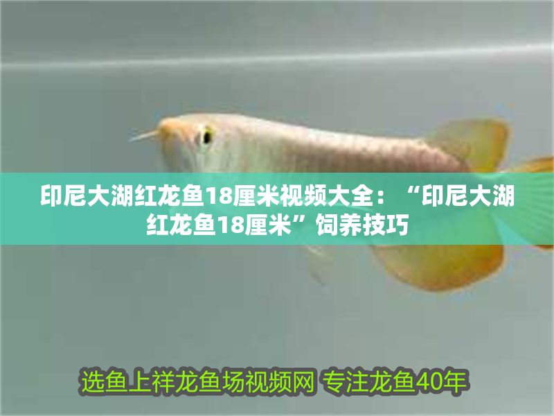 印尼大湖紅龍魚18厘米視頻大全：“印尼大湖紅龍魚18厘米”飼養技巧