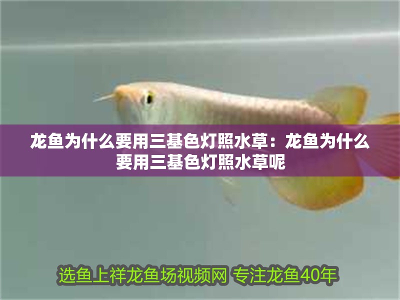 龍魚為什么要用三基色燈照水草：龍魚為什么要用三基色燈照水草呢 龍魚為什么要用三基色燈照水草：龍魚為什么要用三基色燈照水草呢 水族問答