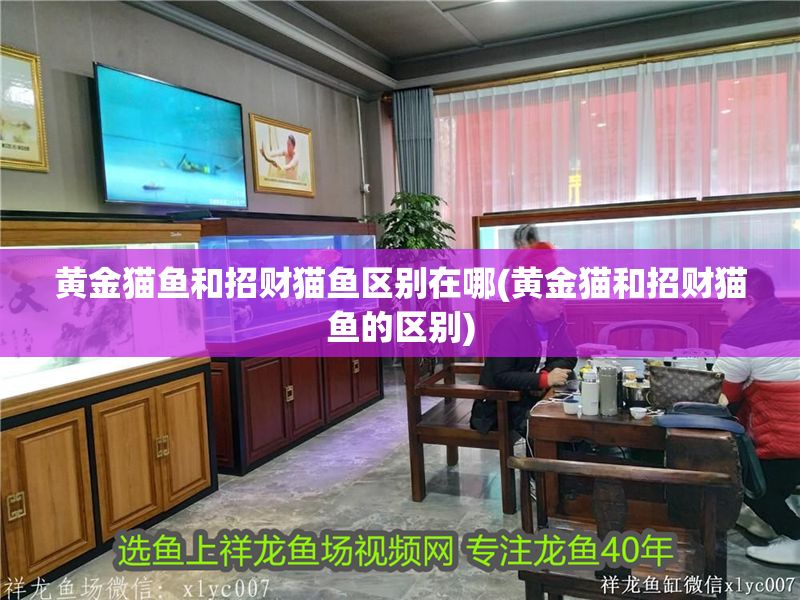 黃金貓魚和招財(cái)貓魚區(qū)別在哪(黃金貓和招財(cái)貓魚的區(qū)別)