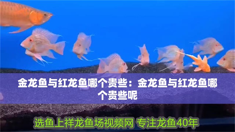 金龍魚與紅龍魚哪個貴些：金龍魚與紅龍魚哪個貴些呢