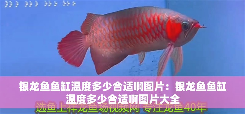 閩江魚缸1.5米有哪些型號(廣東閩江水族實(shí)業(yè)有限公司魚缸價(jià)格)