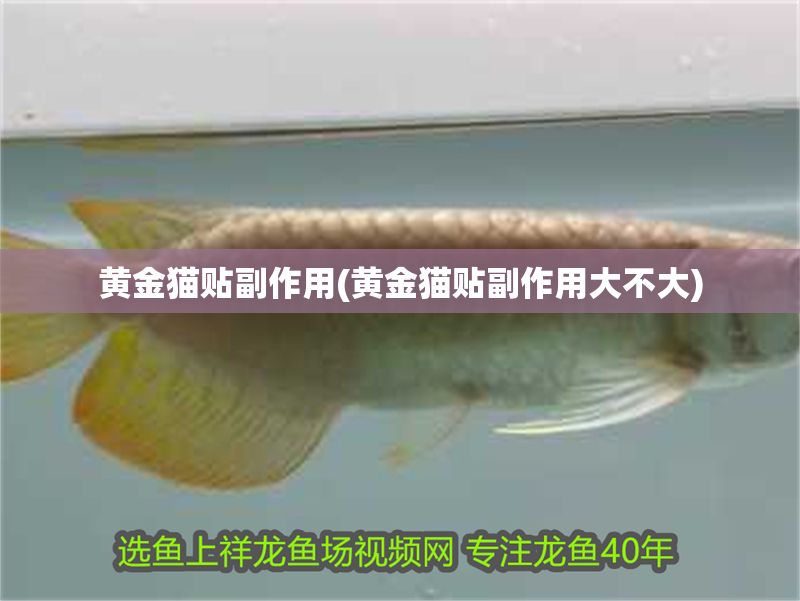 黃金貓貼副作用(黃金貓貼副作用大不大)