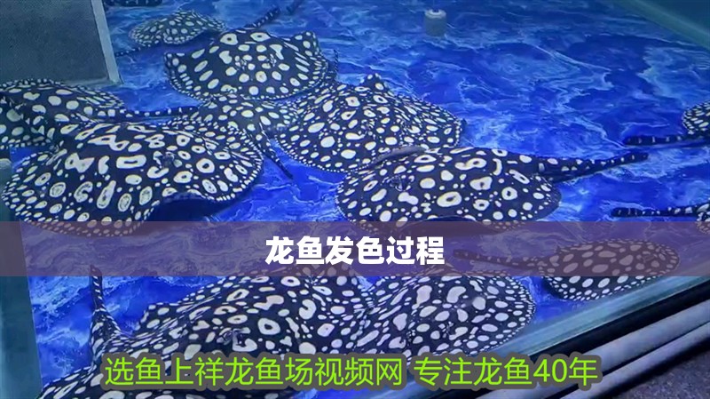 龍魚發色過程
