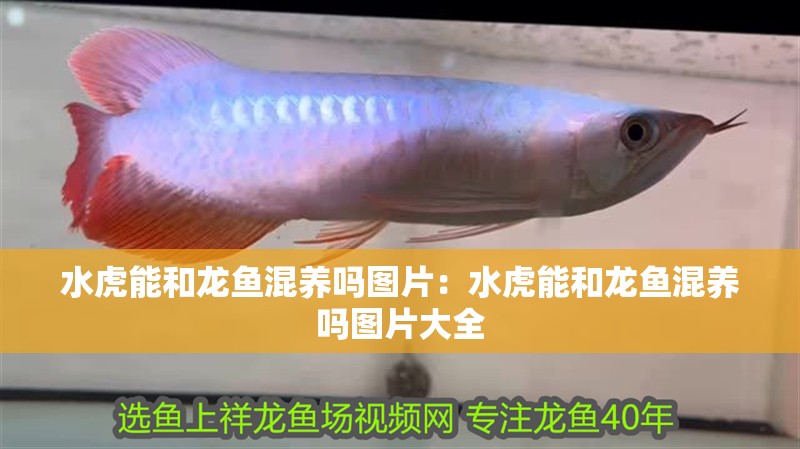 水虎能和龍魚混養嗎圖片：水虎能和龍魚混養嗎圖片大全