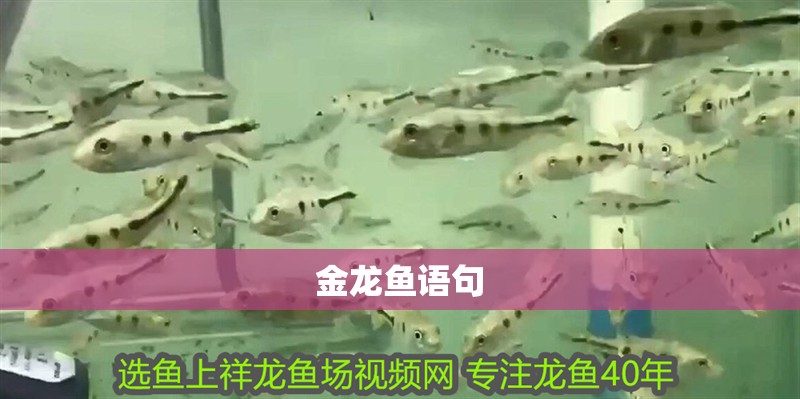 金龍魚語句
