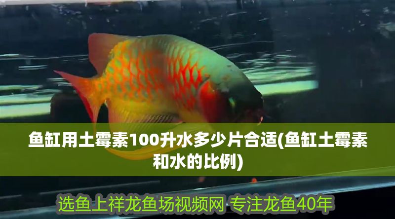 魚缸用土霉素100升水多少片合適(魚缸土霉素和水的比例)