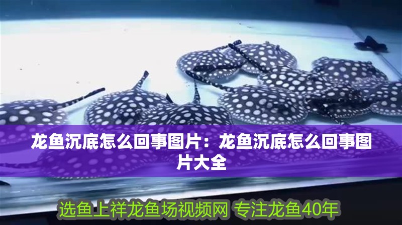 龍魚(yú)沉底怎么回事圖片：龍魚(yú)沉底怎么回事圖片大全