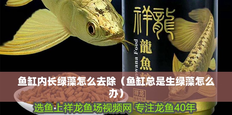 魚缸內長綠藻怎么去除（魚缸總是生綠藻怎么辦）