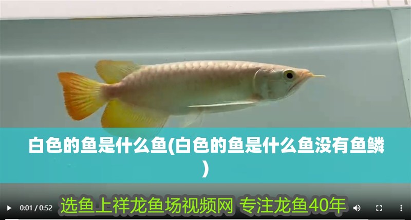 白色的魚(yú)是什么魚(yú)(白色的魚(yú)是什么魚(yú)沒(méi)有魚(yú)鱗)