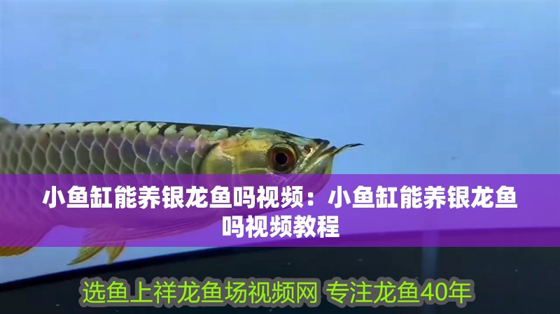 小魚缸能養銀龍魚嗎視頻：小魚缸能養銀龍魚嗎視頻教程