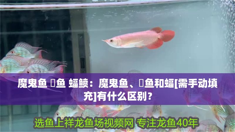魔鬼魚 魟魚 蝠鲼：魔鬼魚、魟魚和蝠[需手動填充]有什么區別？