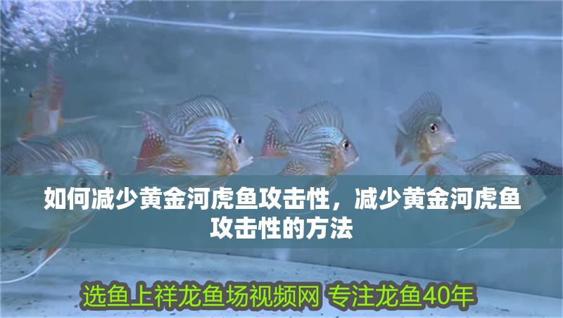 如何減少黃金河虎魚攻擊性，減少黃金河虎魚攻擊性的方法
