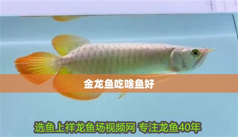 金龍魚吃啥魚好
