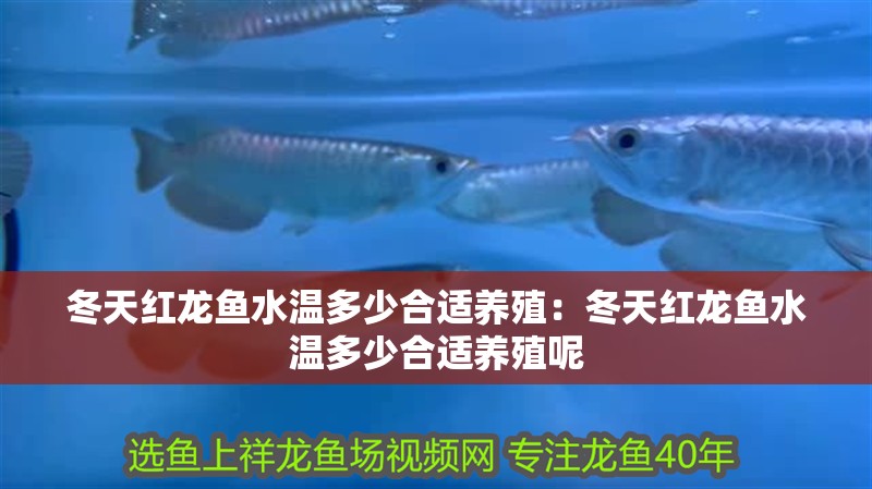 冬天紅龍魚水溫多少合適養殖：冬天紅龍魚水溫多少合適養殖呢