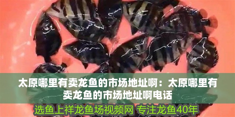 紅龍魚缸的最佳尺寸圖解：紅龍魚缸的最佳尺寸