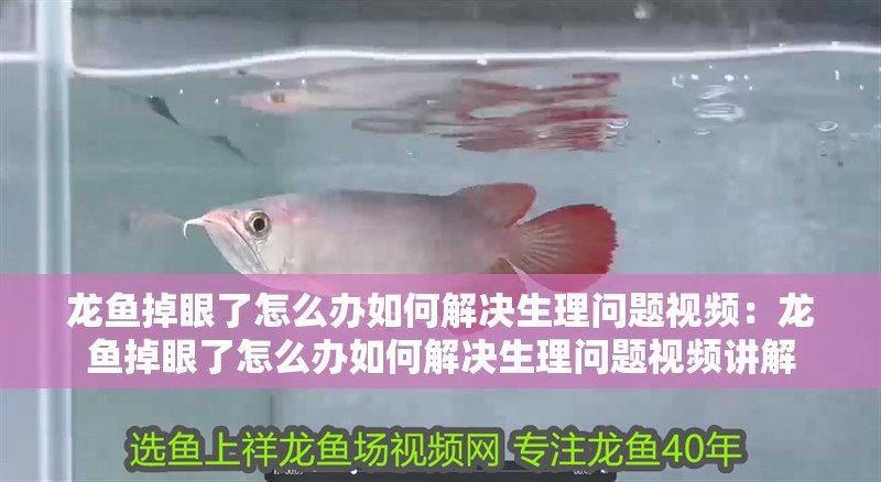 龍魚掉眼了怎么辦如何解決生理問題視頻：龍魚掉眼了怎么辦如何解決生理問題視頻講解