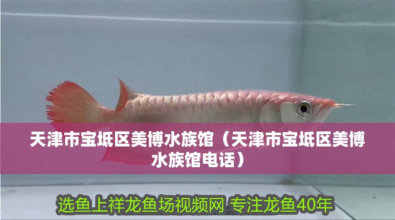 天津市寶坻區(qū)美博水族館（天津市寶坻區(qū)美博水族館電話）