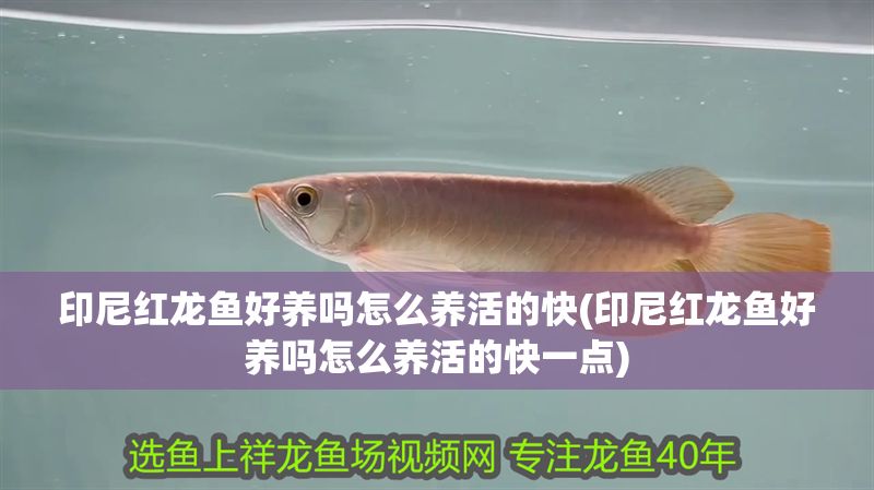 印尼紅龍魚好養嗎怎么養活的快(印尼紅龍魚好養嗎怎么養活的快一點)