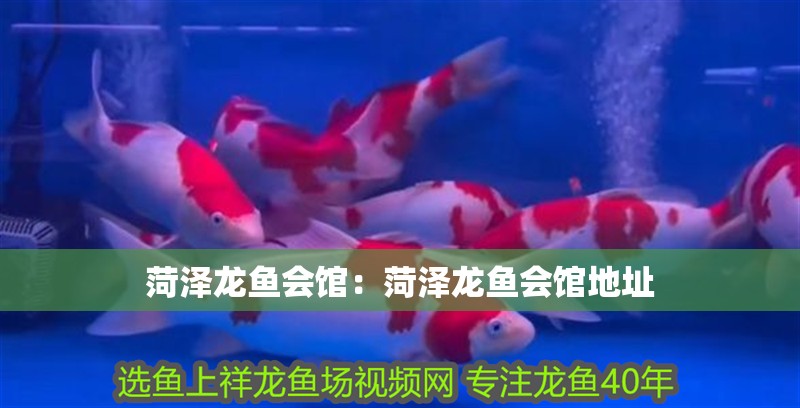 菏澤龍魚(yú)會(huì)館：菏澤龍魚(yú)會(huì)館地址