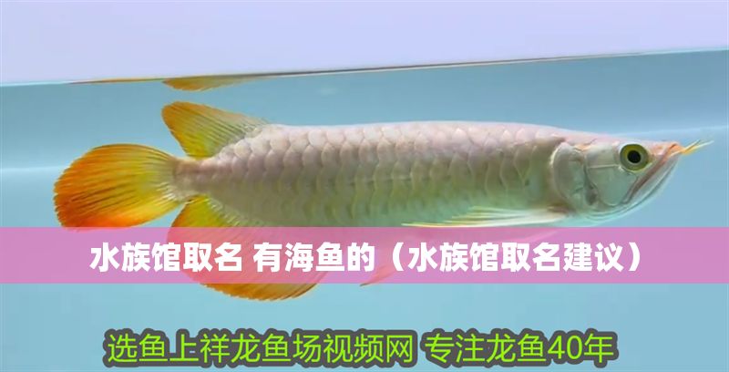 水族館取名 有海魚的（水族館取名建議）