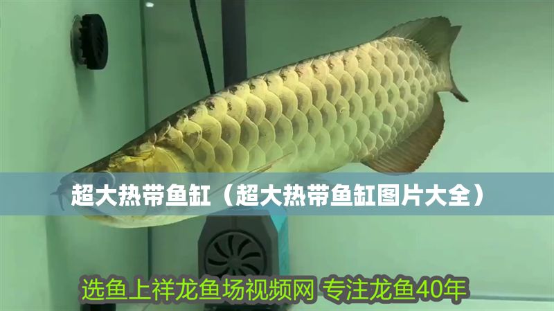 超大熱帶魚缸（超大熱帶魚缸圖片大全）