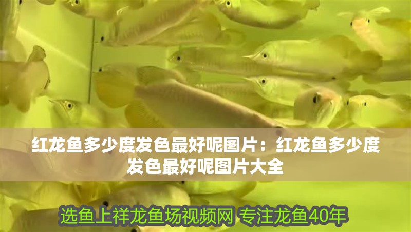 紅龍魚多少度發色最好呢圖片：紅龍魚多少度發色最好呢圖片大全