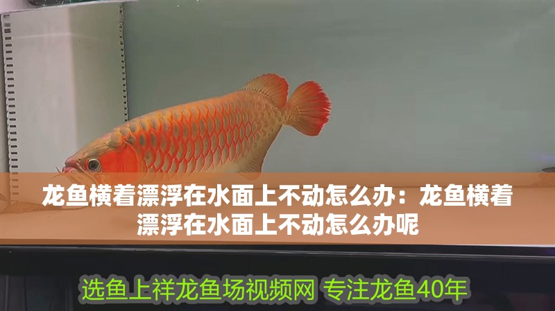 龍魚橫著漂浮在水面上不動怎么辦：龍魚橫著漂浮在水面上不動怎么辦呢