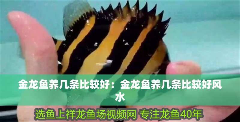 金龍魚養(yǎng)幾條比較好：金龍魚養(yǎng)幾條比較好風(fēng)水