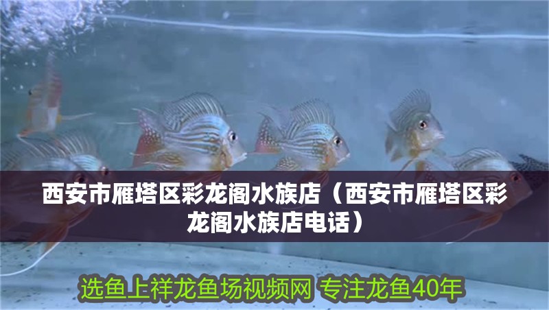 西安市雁塔區(qū)彩龍閣水族店（西安市雁塔區(qū)彩龍閣水族店電話）