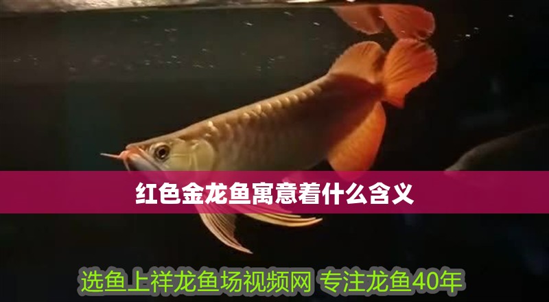 紅色金龍魚寓意著什么含義