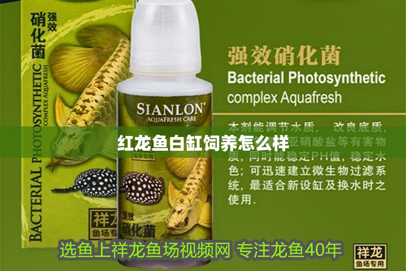 紅龍魚白缸飼養(yǎng)怎么樣