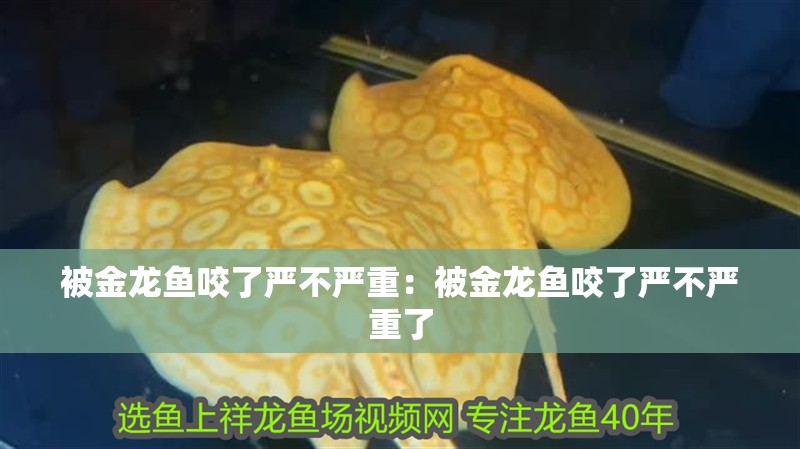 被金龍魚咬了嚴不嚴重:被金龍魚咬了嚴不嚴重了 水族問答 被金龍魚咬了嚴不嚴重:被金龍魚咬了嚴不嚴重了 被金龍魚咬了嚴不嚴重:被金龍魚咬了嚴不嚴重了 水族問答