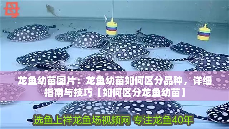 龍魚幼苗圖片：龍魚幼苗如何區分品種，詳細指南與技巧【如何區分龍魚幼苗】