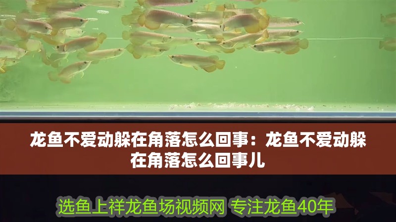 龍魚不愛動躲在角落怎么回事：龍魚不愛動躲在角落怎么回事兒