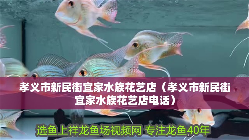 孝義市新民街宜家水族花藝店（孝義市新民街宜家水族花藝店電話）