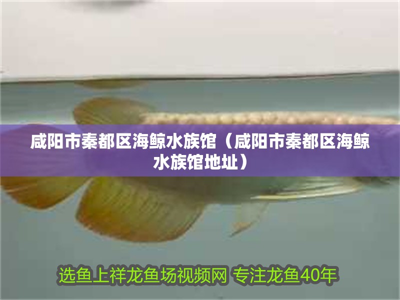 咸陽市秦都區海鯨水族館（咸陽市秦都區海鯨水族館地址）