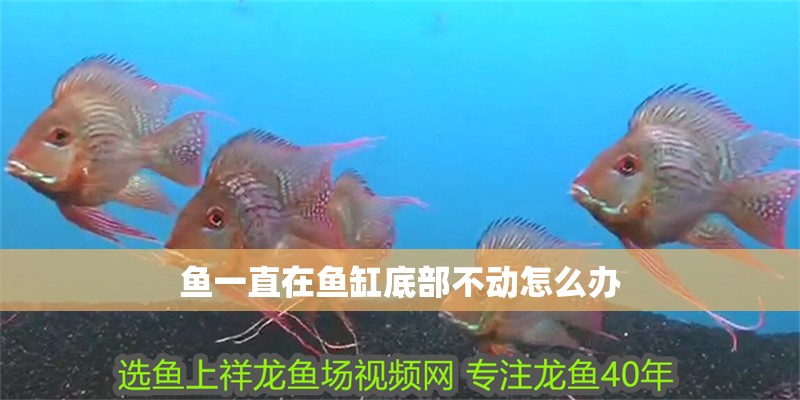 魚一直在魚缸底部不動怎么辦