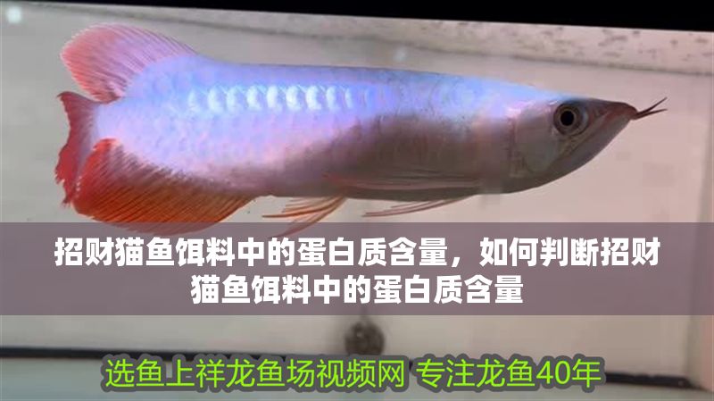 招財貓魚餌料中的蛋白質含量，如何判斷招財貓魚餌料中的蛋白質含量