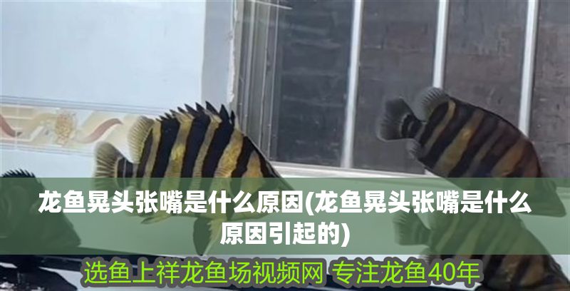 龍魚晃頭張嘴是什么原因(龍魚晃頭張嘴是什么原因引起的)