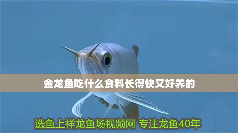 金龍魚吃什么食料長得快又好養的