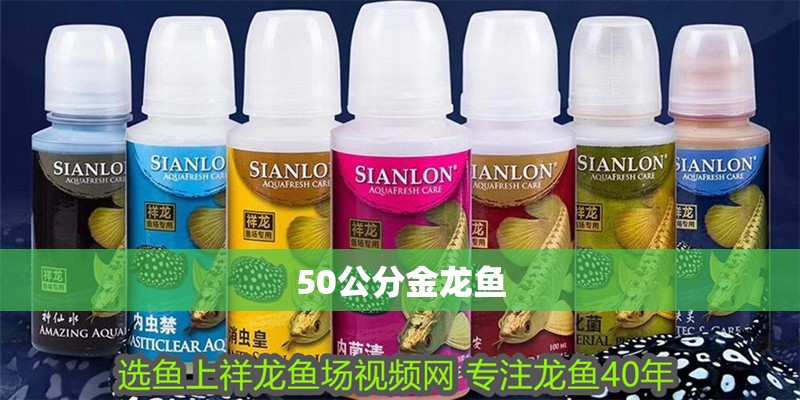 50公分金龍魚