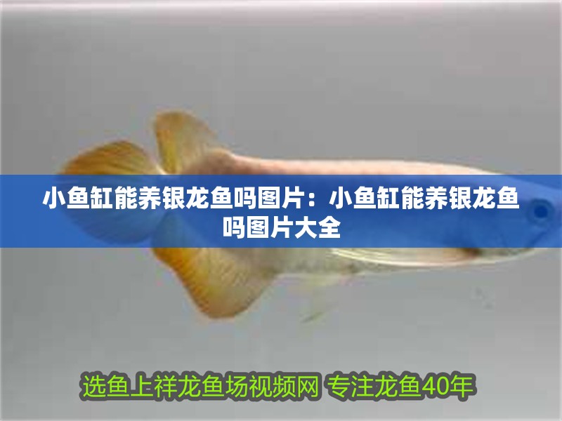 小魚缸能養銀龍魚嗎圖片：小魚缸能養銀龍魚嗎圖片大全