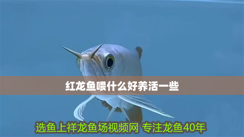 紅龍魚喂什么好養活一些