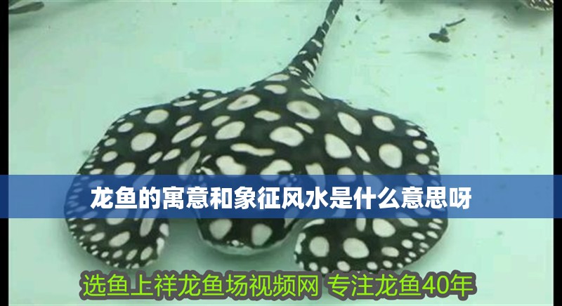 大梅的魚缸：大梅的魚缸故事