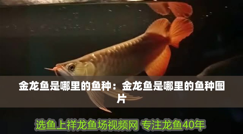 金龍魚是哪里的魚種：金龍魚是哪里的魚種圖片