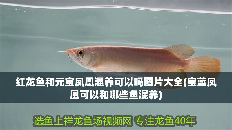 紅龍魚和元寶鳳凰混養可以嗎圖片大全(寶藍鳳凰可以和哪些魚混養)