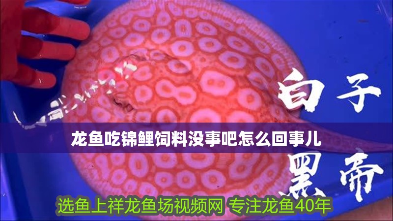 龍魚吃錦鯉飼料沒事吧怎么回事兒